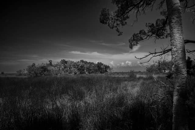 Withlacoochee Gulf Preserve Marsh - Image 1