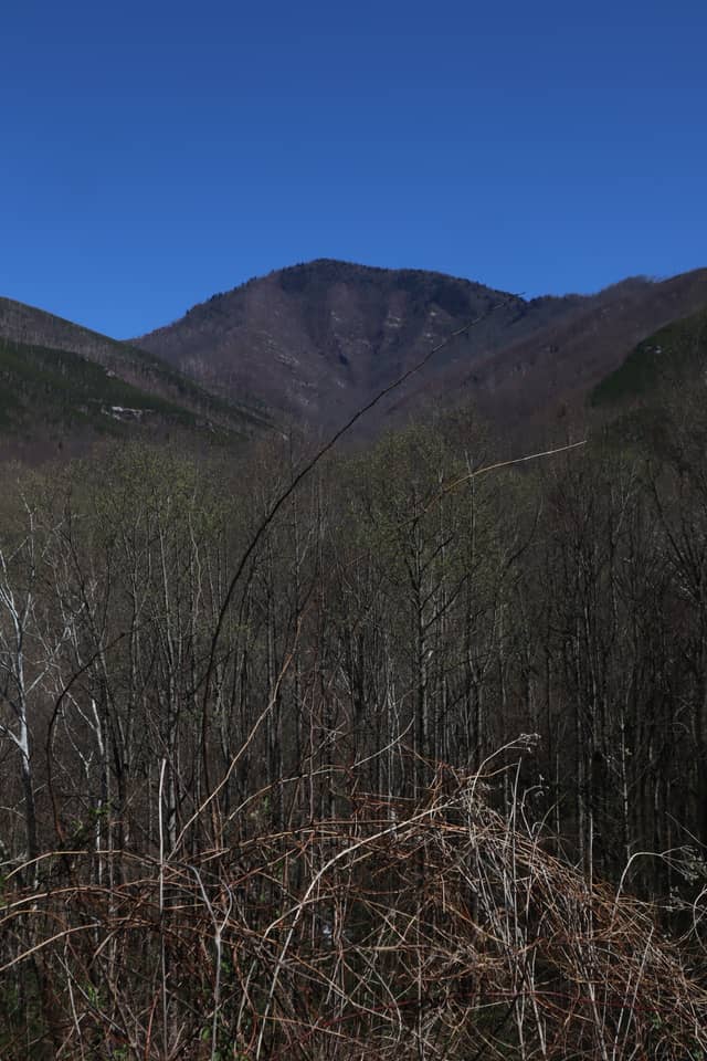 Cherokee National Forest View - Image 1