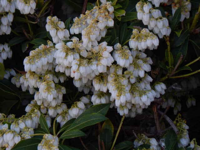 Sunnyside Road Garden Blooms - Image 1