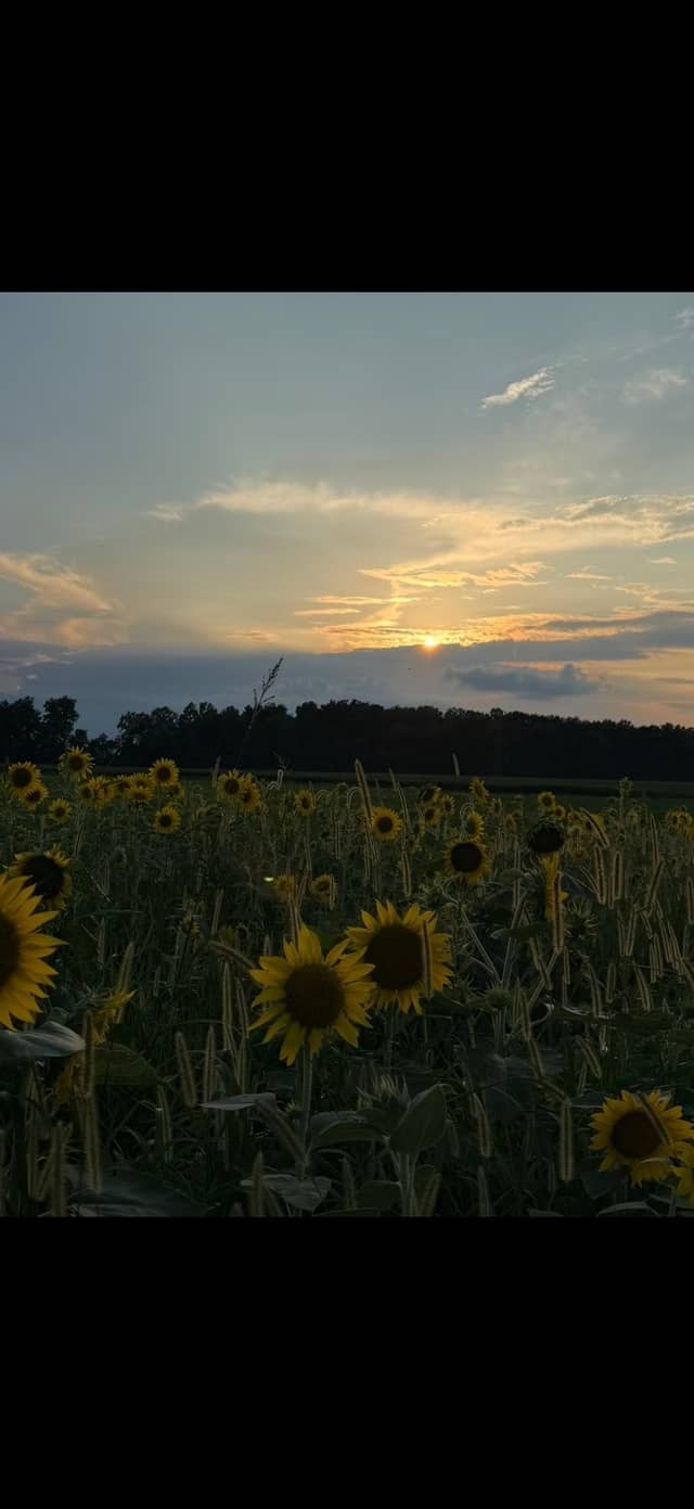 Pleasant Plain Sunflower Field - Image 1