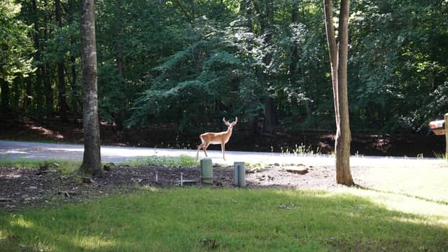 Smith Mountain Lake Woodland Edge - Image 1