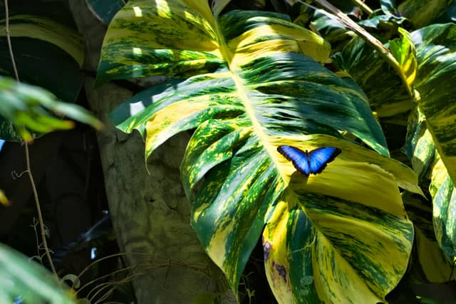 Lauritzen Gardens Conservatory - Image 1