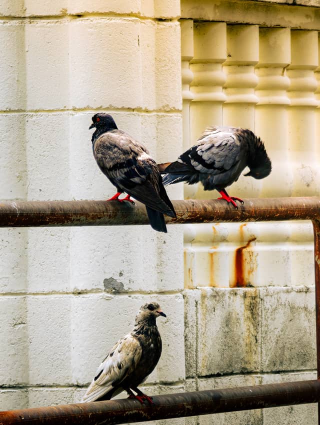 Architectural Detail with Pigeons - Image 1