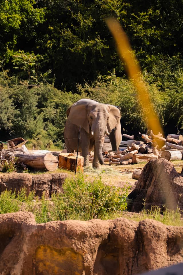 Elephant Habitat - Image 1