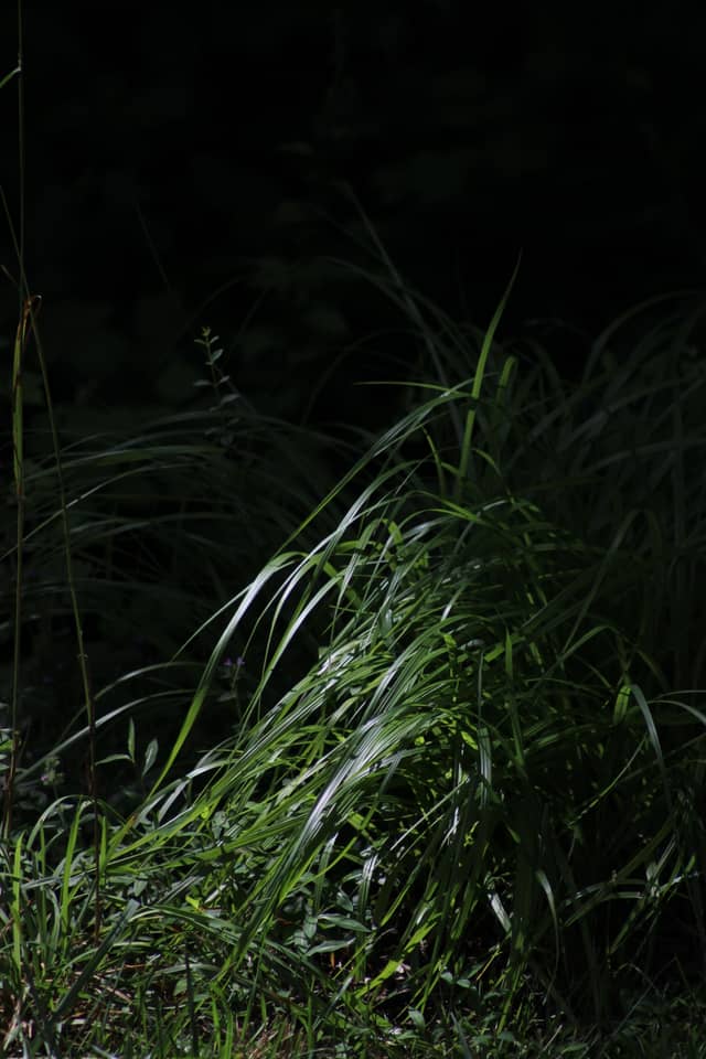 Swannanoa Valley Meadow - Image 1