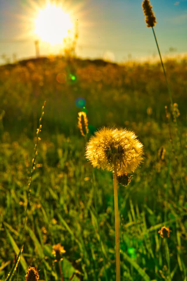 Snells Bush Road Meadows - Image 1