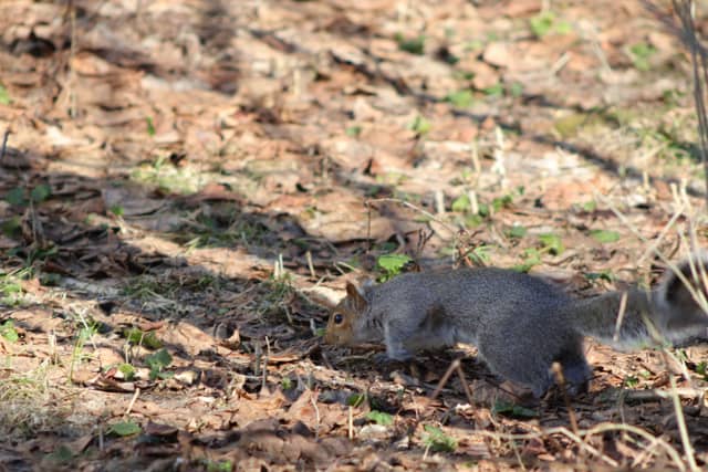 Franklin Suburban Nature Spot - Image 1