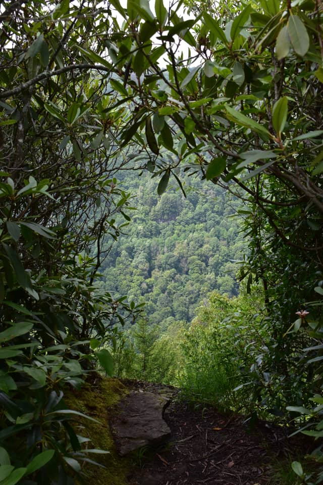 Blackwater Canyon Overlook - Image 1