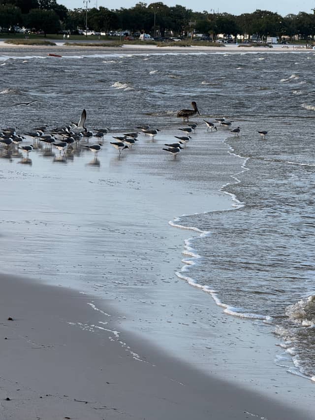 Gulfport Beach - Image 1