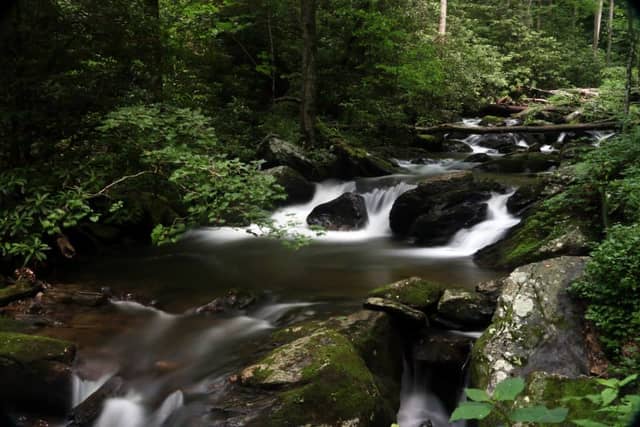 Milton Woodland Stream - Image 1