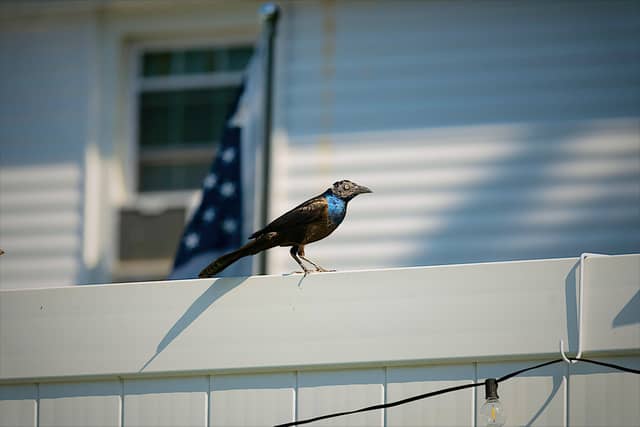Lynn Shore Birding - Image 4