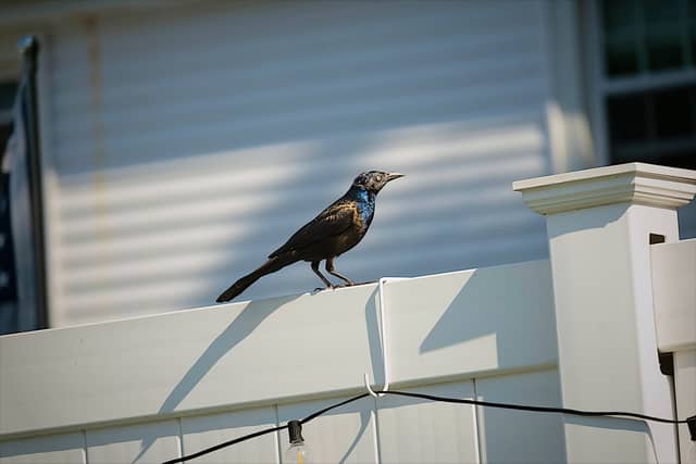 Lynn Shore Birding - Image 3