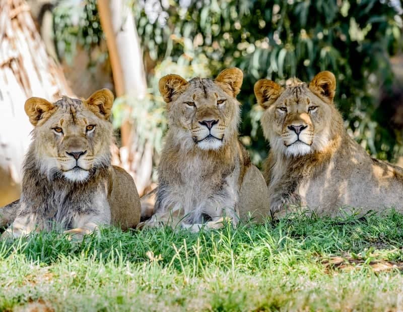 Oakland Zoo - Image 1