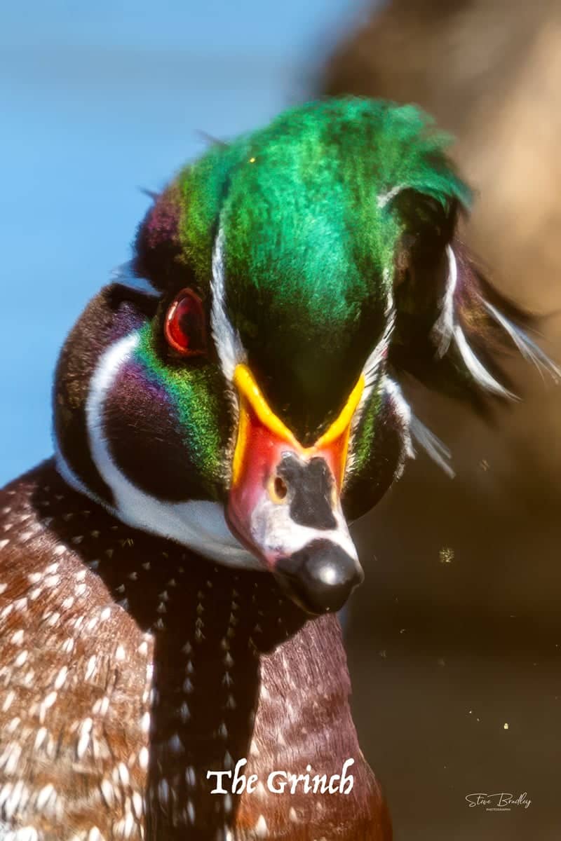 Cool Creek Park Wildlife - Image 1