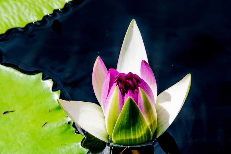 Longwood Gardens - Image 1