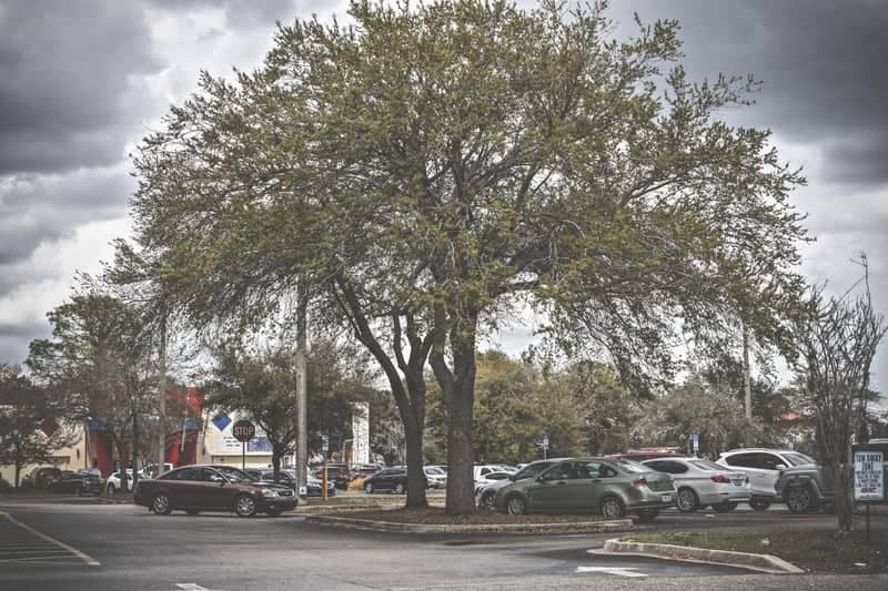 Kingsley Avenue Oak - Image 1