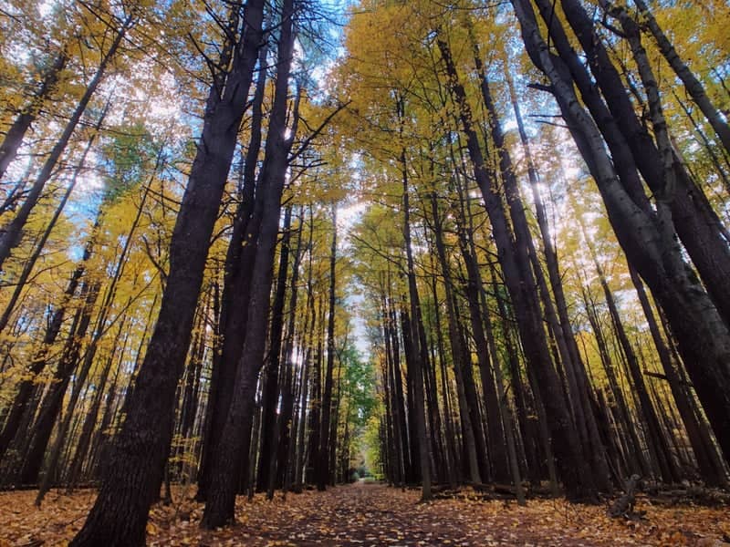 Saratoga Spa State Park Forest Trail - Image 1
