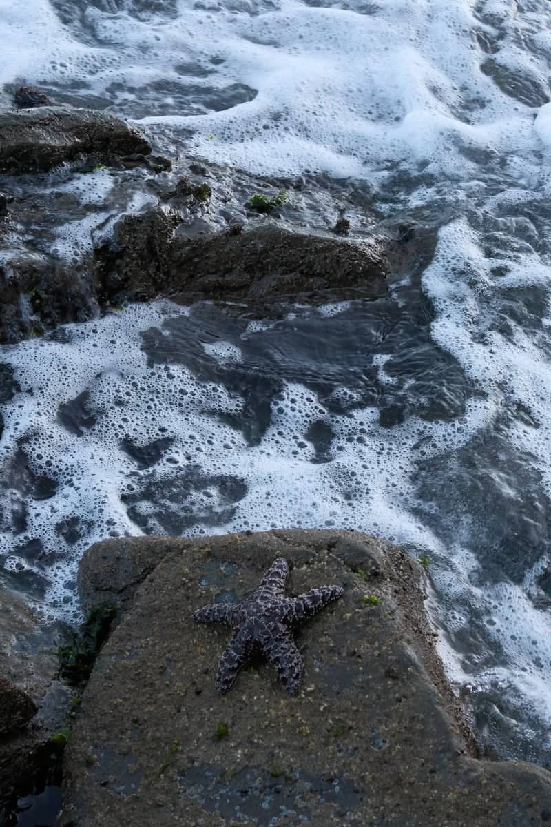Rialto Beach Tide Pools - Image 1