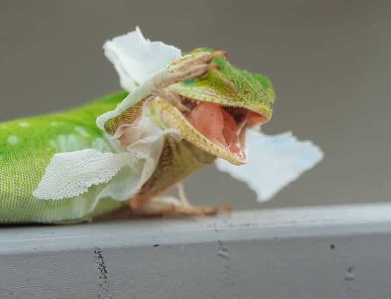 College Station Garden Wildlife - Image 1