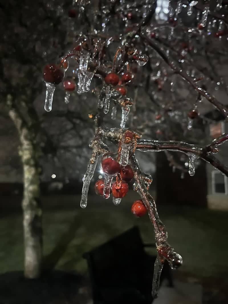 Altoona Winter Garden - Image 1
