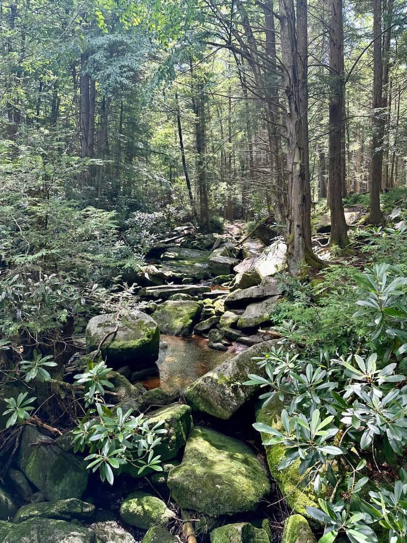 Eglon Forest Stream - Image 1