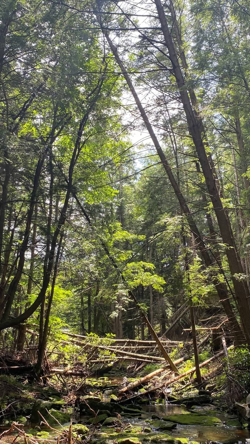 Appalachian Forest Stream - Image 1