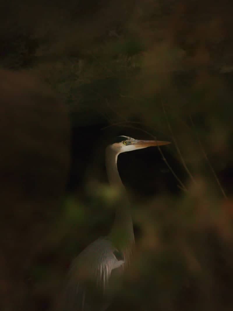 Bella Vista Creek Wildlife Habitat - Image 1