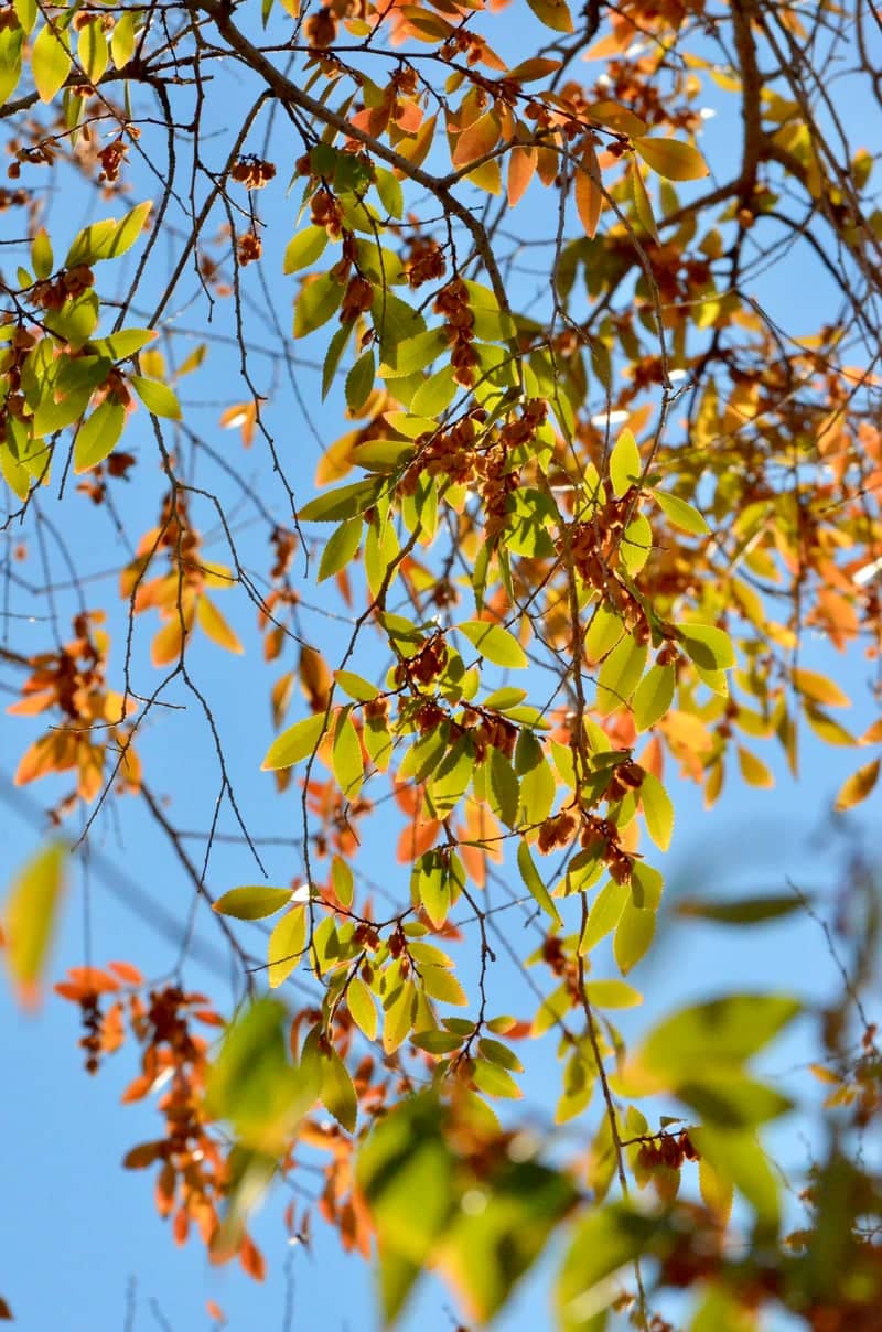 Surprise Desert Foliage - Image 1