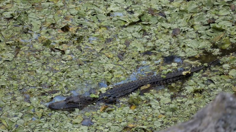 Lake Alice Wildlife Area - Image 1