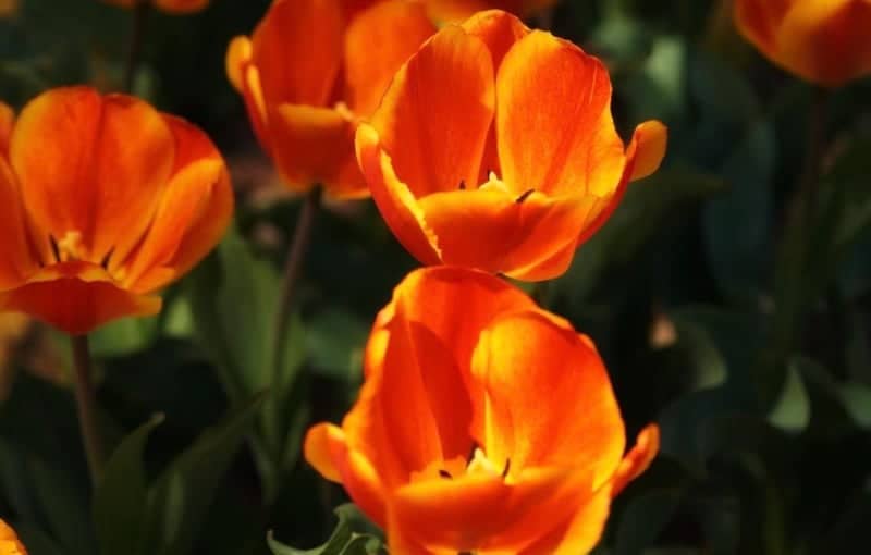 Main Street Spring Blooms - Image 1