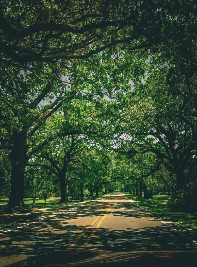 Veterans Avenue Oak Canopy - Image 1