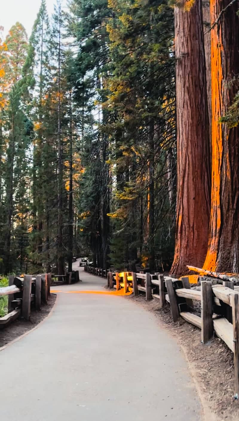 Giant Forest Sequoia Grove - Image 1
