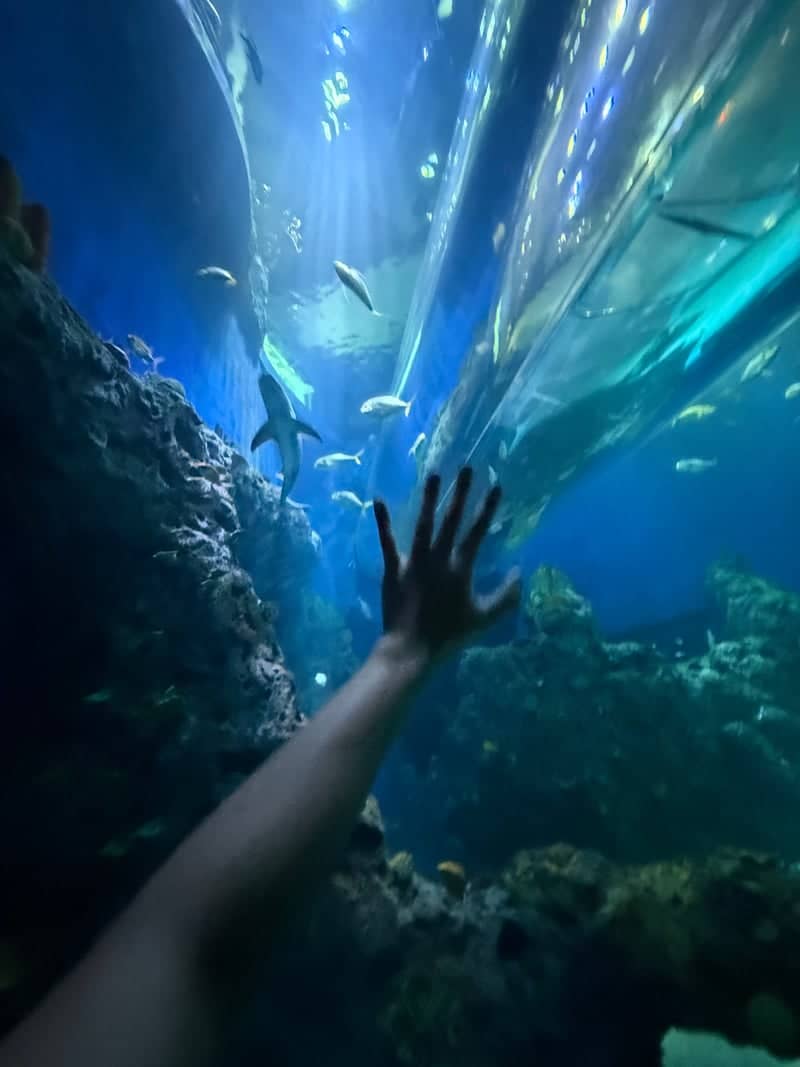 Mississippi Aquarium - Image 1