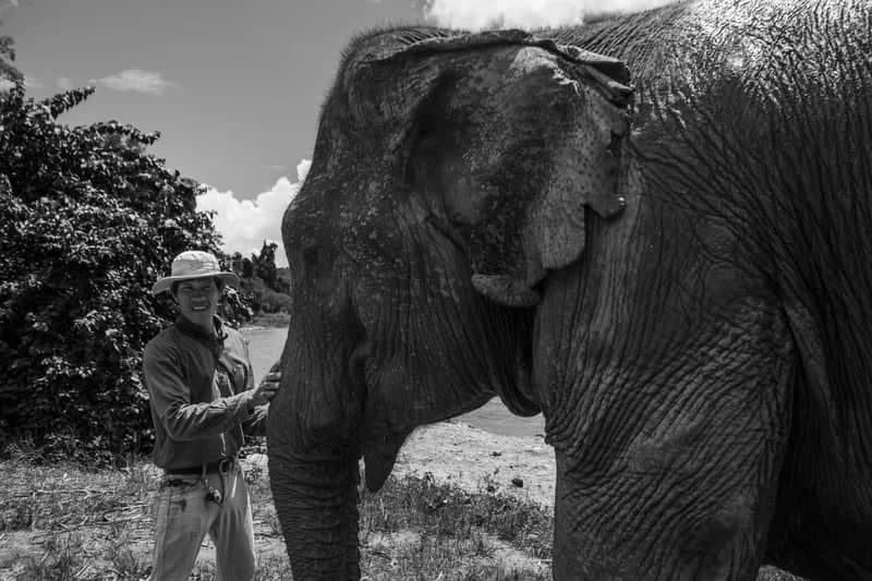 Isan Elephant Encounter - Image 1
