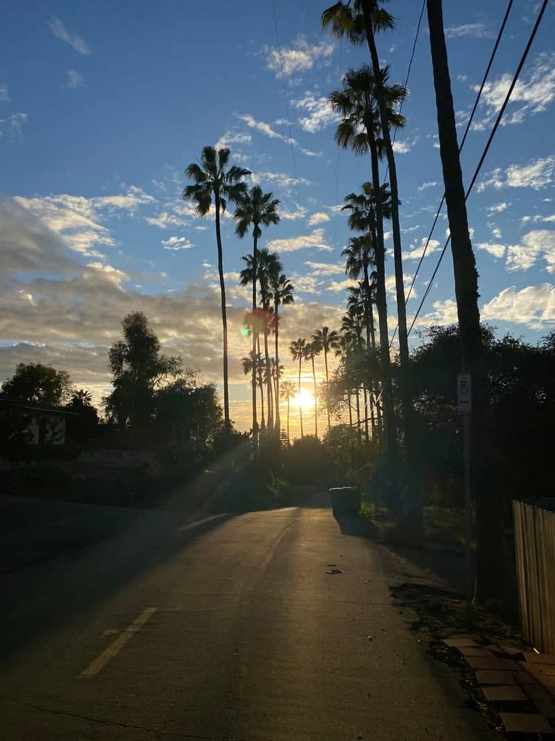 North Citrus Avenue Palm Trees - Image 1
