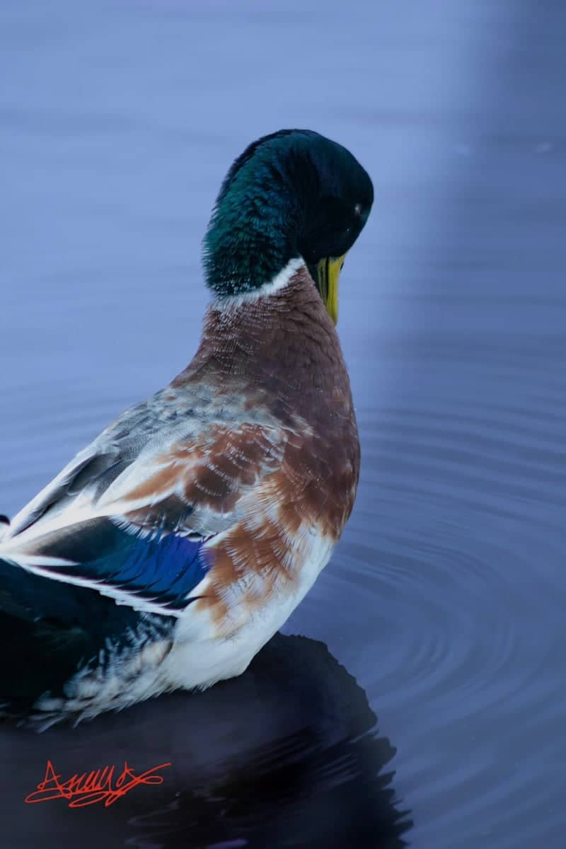 Hanford Neighborhood Pond - Image 1