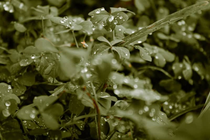 Boca Raton Coastal Garden - Image 1