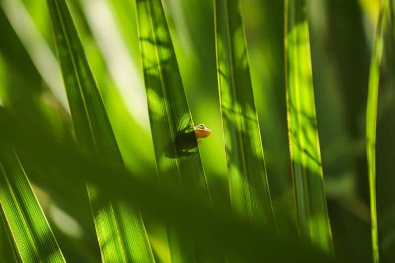Bayou Coquille Trail, Barataria Preserve - Image 1