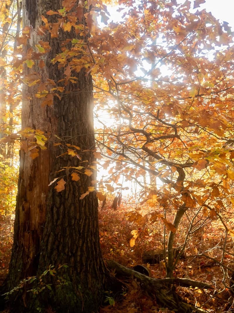 Dover Autumn Woodlands - Image 1