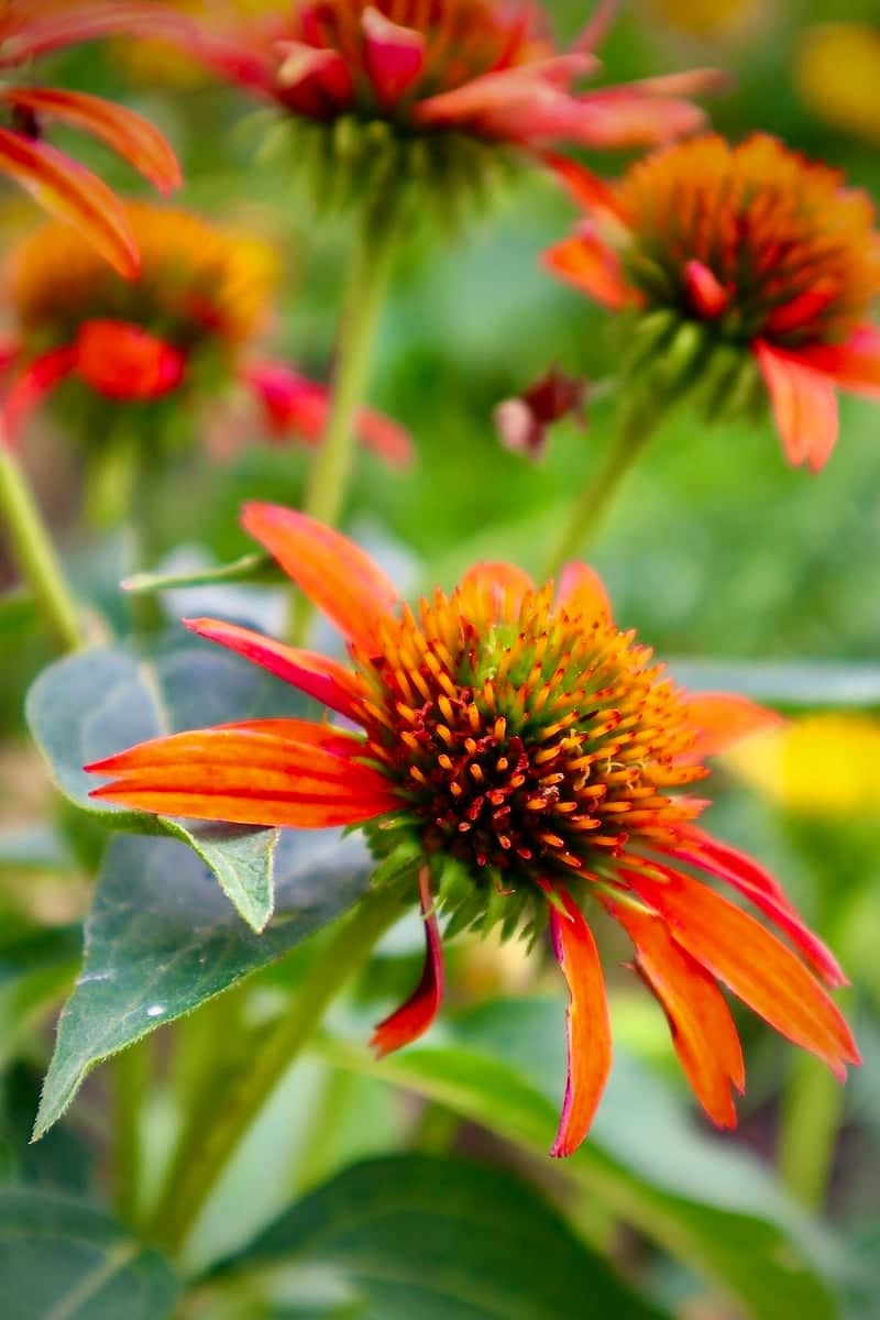Parkville Floral Garden - Image 1