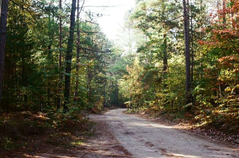 Hiawatha National Forest Backroad - Image 1
