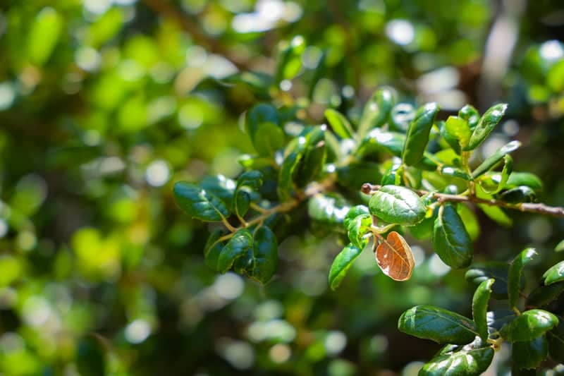 Chino Hills Garden Foliage - Image 1