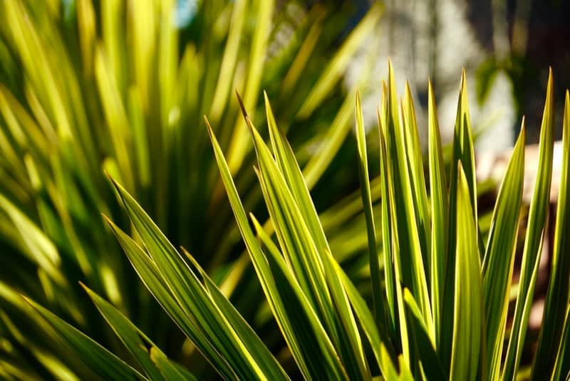 Merchant Street Flora - Image 1