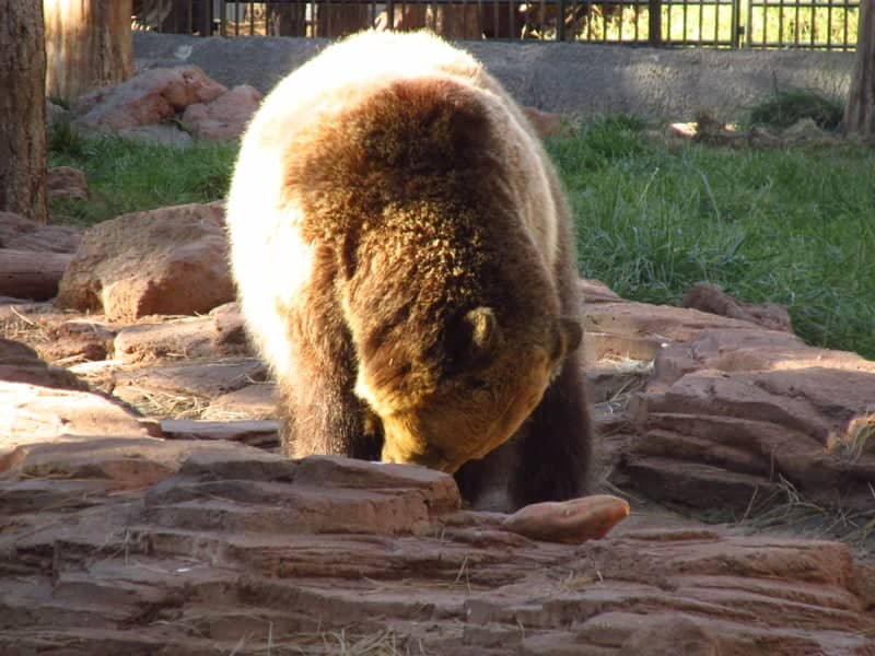 Tennessee Safari Park Bear Enclosure - Image 1