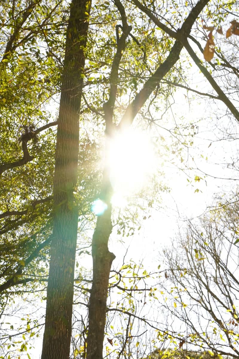 Woodland Sunburst Canopy - Image 1