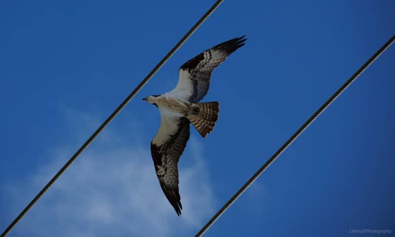 Palm City Suburban Birding - Image 1
