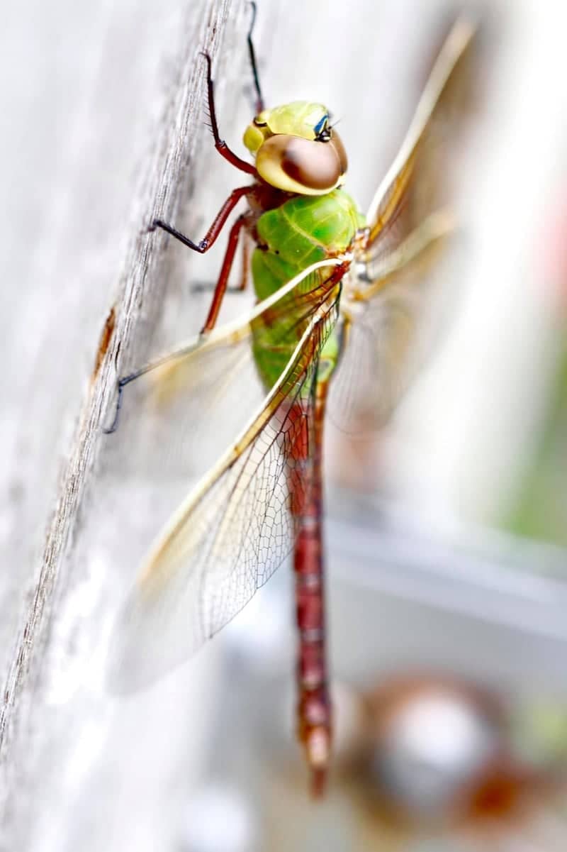 Minnetonka Wetland Habitat - Image 1