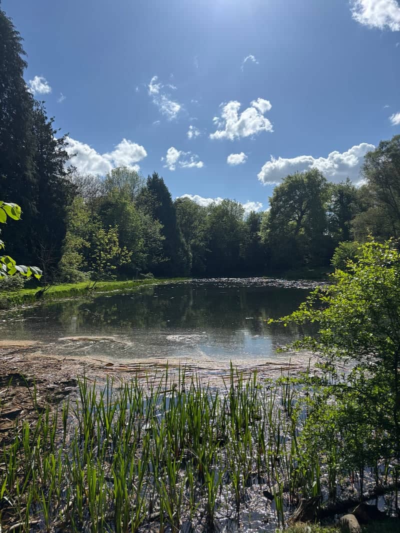 Tranquil Woodland Pond - Image 1