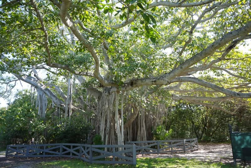 Hugh Taylor Birch State Park Banyan Tree - Image 1