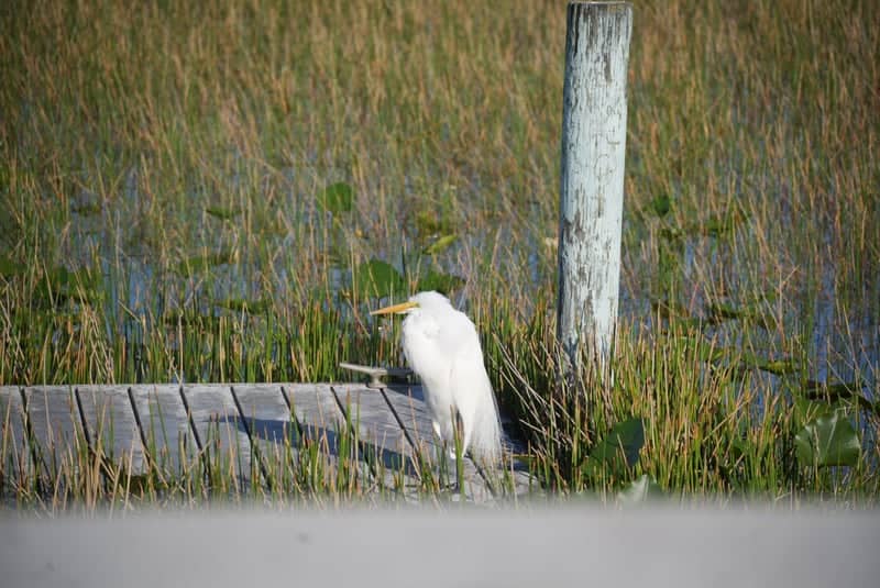 Everglades Wetland Boardwalk - Image 1